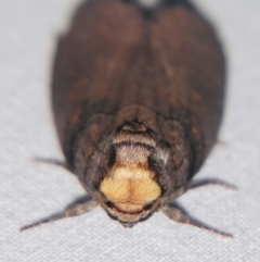 Discophlebia lucasii at Sheldon, QLD - suppressed