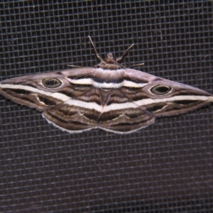 Donuca rubropicta at Sheldon, QLD - suppressed