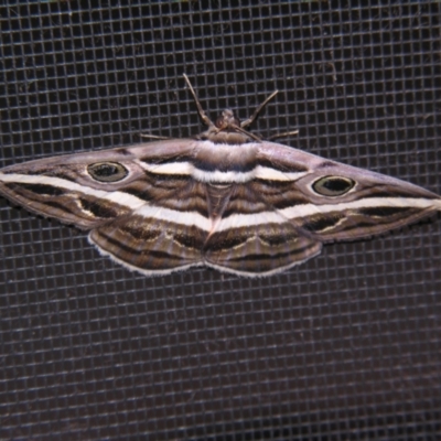 Donuca rubropicta (White Banded Noctuid Moth) at Sheldon, QLD - 30 Mar 2007 by PJH123