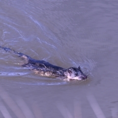 Hydromys chrysogaster (Rakali or Water Rat) at JER530: JWs - Silt Trap North - 20 Jul 2023 by davidcunninghamwildlife