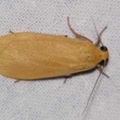 Eilema plana (Little White Lichen Moth) at Sheldon, QLD - 30 Mar 2007 by PJH123