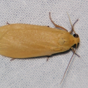 Eilema plana at Sheldon, QLD - suppressed