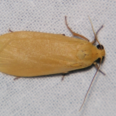 Eilema plana (Little White Lichen Moth) at Sheldon, QLD - 30 Mar 2007 by PJH123