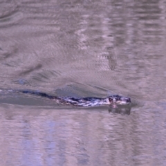 Hydromys chrysogaster (Rakali or Water Rat) at Jerrabomberra Wetlands - 20 Jul 2023 by davidcunninghamwildlife