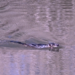 Hydromys chrysogaster (Rakali or Water Rat) at JER550: JWs - Jerra Ck @ Board Walk - 20 Jul 2023 by davidcunninghamwildlife