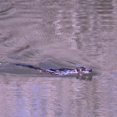 Hydromys chrysogaster (Rakali or Water Rat) at Fyshwick, ACT - 20 Jul 2023 by davidcunninghamwildlife