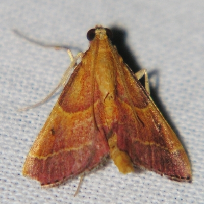Endosimilis stilbealis (A Pyralid moth (Endotrichinae)) at Sheldon, QLD - 30 Mar 2007 by PJH123