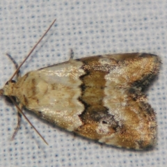 Maliattha amorpha (An Erebid moth) at Sheldon, QLD - 30 Mar 2007 by PJH123