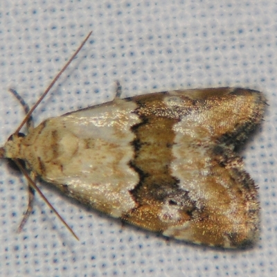Maliattha amorpha (An Erebid moth) at Sheldon, QLD - 30 Mar 2007 by PJH123