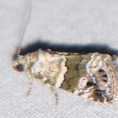 Maliattha signifera (A Noctuid moth (Acontinae) at Sheldon, QLD - 30 Mar 2007 by PJH123