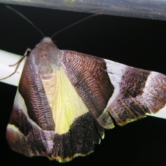 Niceteria macrocosma (Showy Geometrid) at Sheldon, QLD - 30 Mar 2007 by PJH123