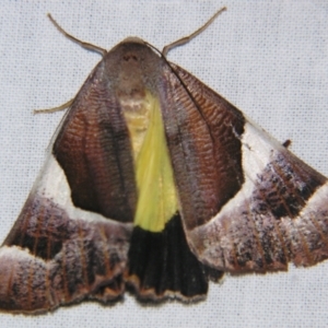 Niceteria macrocosma at Sheldon, QLD - suppressed