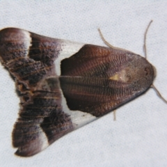 Niceteria macrocosma at Sheldon, QLD - suppressed