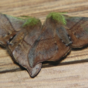 Panacela (genus) at Sheldon, QLD - 30 Mar 2007