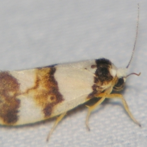 Philenora aspectalella at Sheldon, QLD - suppressed