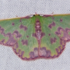 Prasinocyma rhodocosma (Northern Emerald) at Sheldon, QLD - 30 Mar 2007 by PJH123