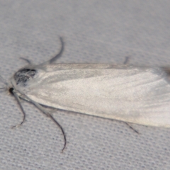 Scirpophaga (genus) (A Crambid moth) at Sheldon, QLD - 30 Mar 2007 by PJH123