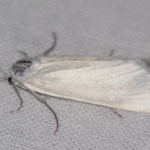 Scirpophaga (genus) at Sheldon, QLD - suppressed