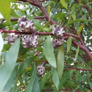 Hakea salicifolia at Fadden, ACT - 20 Jul 2023