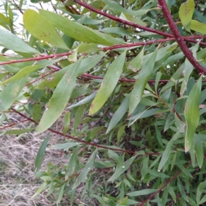 Hakea salicifolia at Fadden, ACT - 20 Jul 2023