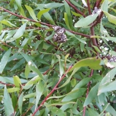 Hakea salicifolia at Fadden, ACT - 20 Jul 2023