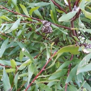 Hakea salicifolia at Fadden, ACT - 20 Jul 2023 08:45 AM