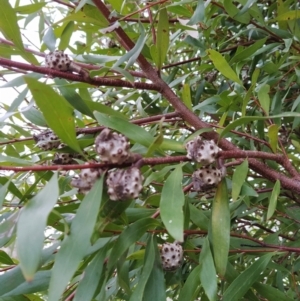 Hakea salicifolia at Fadden, ACT - 20 Jul 2023