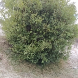 Hakea salicifolia at Fadden, ACT - 20 Jul 2023