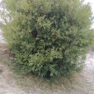 Hakea salicifolia at Fadden, ACT - 20 Jul 2023 08:45 AM