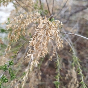 Cassinia sifton at Fadden, ACT - 20 Jul 2023