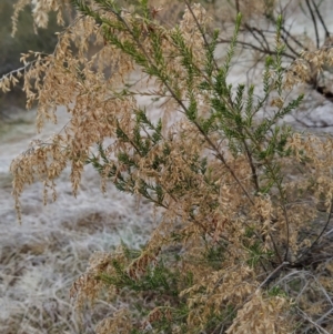 Cassinia sifton at Fadden, ACT - 20 Jul 2023