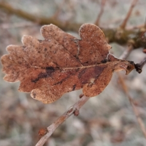 Quercus robur at Fadden, ACT - 20 Jul 2023 08:48 AM