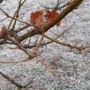 Quercus robur at Fadden, ACT - 20 Jul 2023 08:48 AM