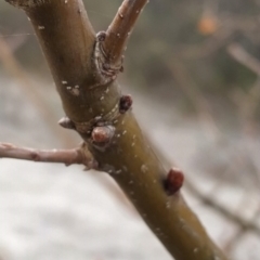 Quercus robur at Fadden, ACT - 20 Jul 2023