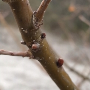 Quercus robur at Fadden, ACT - 20 Jul 2023 08:48 AM