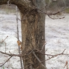 Quercus robur at Fadden, ACT - 20 Jul 2023