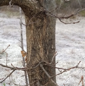 Quercus robur at Fadden, ACT - 20 Jul 2023 08:48 AM