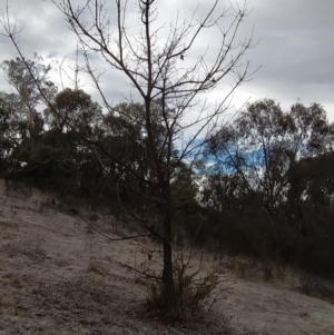 Quercus robur at Fadden, ACT - 20 Jul 2023