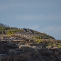 Haliaeetus leucogaster (White-bellied Sea-Eagle) at Eden, NSW - 11 Jul 2023 by trevsci