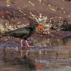 Haematopus fuliginosus (Sooty Oystercatcher) at Eden, NSW - 11 Jul 2023 by trevsci