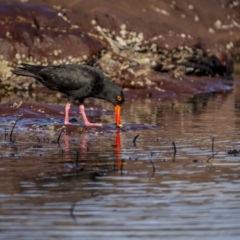 Haematopus fuliginosus at Eden, NSW - suppressed