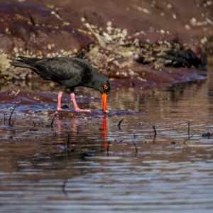 Haematopus fuliginosus at Eden, NSW - 11 Jul 2023