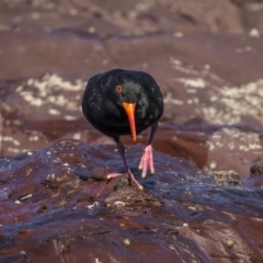 Haematopus fuliginosus at Eden, NSW - suppressed