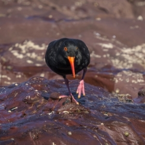 Haematopus fuliginosus at Eden, NSW - suppressed