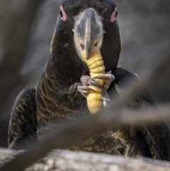 Zanda funerea (Yellow-tailed Black-Cockatoo) at Eden, NSW - 11 Jul 2023 by trevsci
