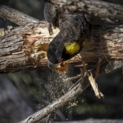 Zanda funerea at Eden, NSW - 11 Jul 2023