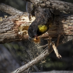 Zanda funerea at Eden, NSW - 11 Jul 2023