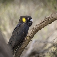 Zanda funerea at Eden, NSW - 11 Jul 2023