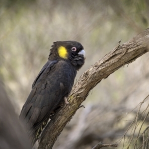 Zanda funerea at Eden, NSW - 11 Jul 2023