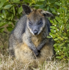 Wallabia bicolor (Swamp Wallaby) at Eden, NSW - 11 Jul 2023 by trevsci